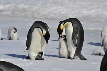 Image showing Emperor Penguins with chicks