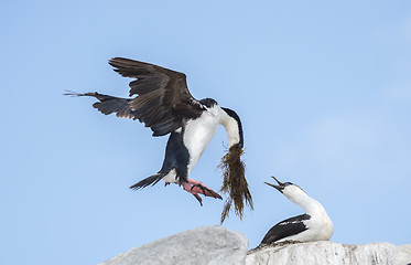 Image showing Antarctic Shag on the nest