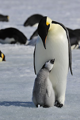 Image showing Emperor Penguins with chicks