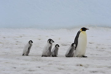 Image showing Emperor Penguins with chicks