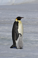 Image showing Emperor Penguin with chick