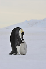 Image showing Emperor Penguin with chick