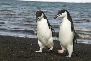 Image showing Chinstrap Penguin on the beach