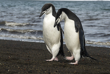 Image showing Chinstrap Penguin on the beach