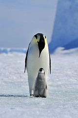 Image showing Emperor Penguin with chick