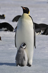 Image showing Emperor Penguins with chicks