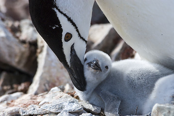 Image showing Chinstrap penguin feeding chick