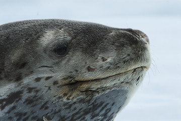 Image showing Leopard Seal on Ice Floe