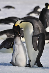 Image showing Emperor Penguins with chicks