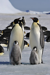 Image showing Emperor Penguins with chicks