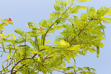 Image showing delonix regia or flame tree outdoors