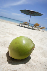 Image showing Coco on the Beach