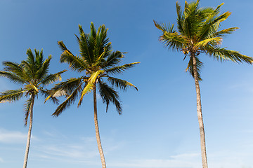 Image showing palm trees and blue sky