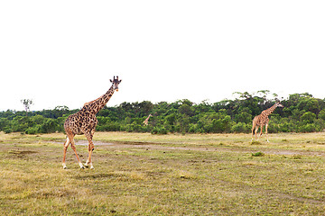 Image showing group of giraffes walking along savannah at africa