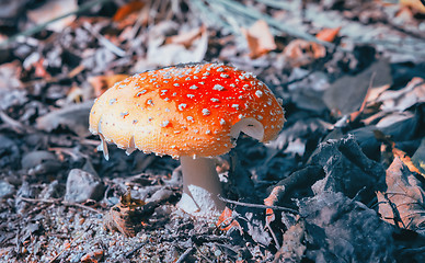 Image showing Mushroom Amanita Closeup 