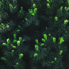 Image showing Background of Coniferous Branches