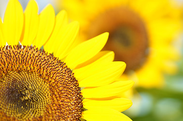 Image showing Yellow Sunflower field