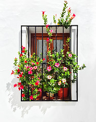 Image showing Blooming mallows decorating the window of a white house