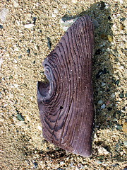 Image showing Piece of wood
