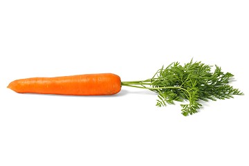 Image showing Fresh carrot on white