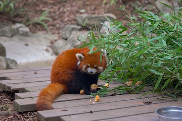 Image showing Red panda eating bamboo