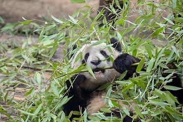 Image showing Giant panda eating bamboo