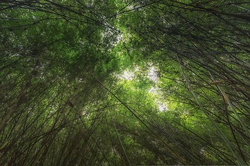 Image showing Pattern of vintage bamboo panel