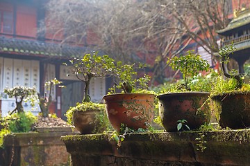 Image showing Bonsai tree in chinese garden