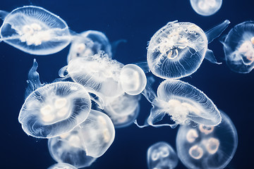 Image showing Large amount of jelly fish floating in water