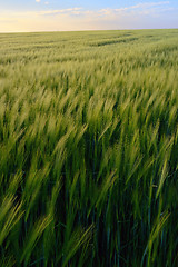 Image showing Sunset over green rye field