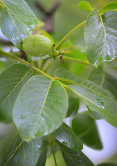 Image showing Unripe walnut and walnut tree (Juglans regia) 