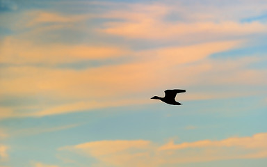 Image showing Silhouette of mallard duck 