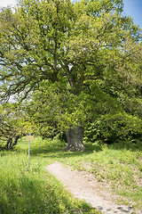 Image showing Oak Sulzeiche