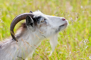 Image showing goat