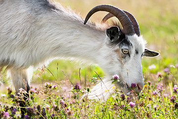 Image showing grazing goat