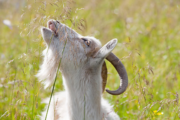 Image showing white goat