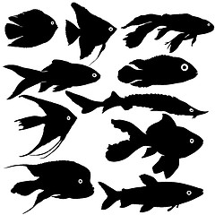 Image showing Black set silhouette of aquarium fish on white background