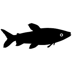 Image showing Black silhouette of aquarium fish on white background