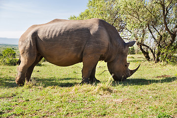 Image showing rhino grazing in savannah at africa