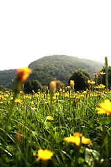 Image showing Flowers landscape