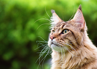 Image showing Maine Coon on grass in garden