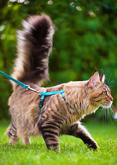 Image showing Maine Coon on grass in garden