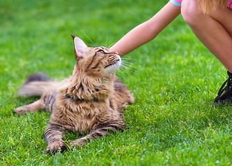 Image showing Maine Coon on grass in garden