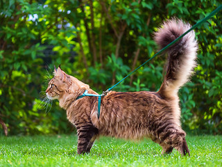 Image showing Maine Coon on grass in garden