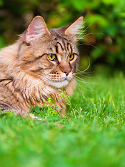 Image showing Maine Coon on grass in garden