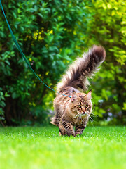 Image showing Maine Coon on grass in garden