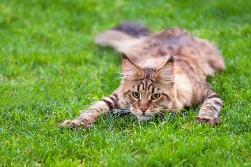 Image showing Maine Coon on grass in garden