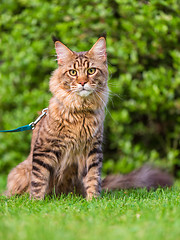 Image showing Maine Coon on grass in garden