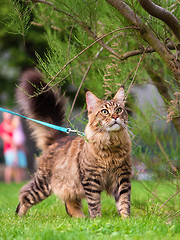 Image showing Maine Coon on grass in garden