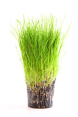 Image showing Grass